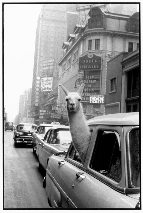 Inge-Morath: Lama Times skvere, Niujorkas, 1957 m.